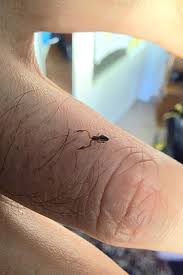 Attēlu rezultāti vaicājumam “Chelifer cancroides”