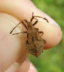 Attēlu rezultāti vaicājumam “Coreus marginatus nymph”