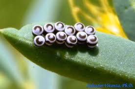 Attēlu rezultāti vaicājumam “Pentatomidae eggs”