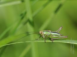 Attēlu rezultāti vaicājumam “Metrioptera roeselii”