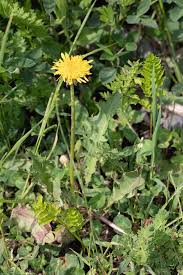 Attēlu rezultāti vaicājumam “Taraxacum suecicum”