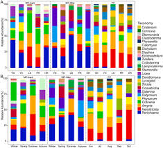 Attēlu rezultāti vaicājumam “Paradiacheopsis rigida stalked”