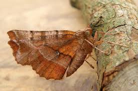 Attēlu rezultāti vaicājumam “Selenia dentaria”