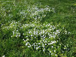 Attēlu rezultāti vaicājumam “Veronica filiformis”