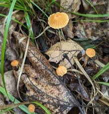 Attēlu rezultāti vaicājumam “Marasmius sp.”