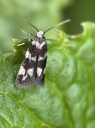 Attēlu rezultāti vaicājumam “Cephaloziella elachista”