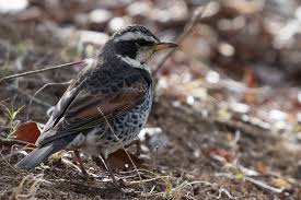 Image result for Turdus eunomus
