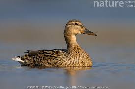 Attēlu rezultāti vaicājumam “Anas platyrhynchos female”