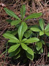 Attēlu rezultāti vaicājumam “Chimaphila umbellata”