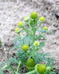 Attēlu rezultāti vaicājumam “Matricaria discoidea flower”
