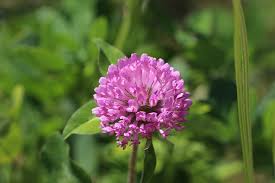 Attēlu rezultāti vaicājumam “Trifolium pratense flower”