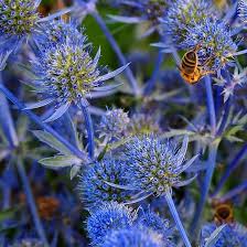 Attēlu rezultāti vaicājumam “Eryngium planum fruit”