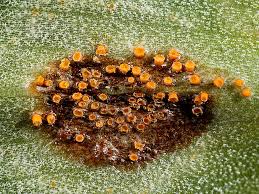 Attēlu rezultāti vaicājumam “Puccinia sessilis”