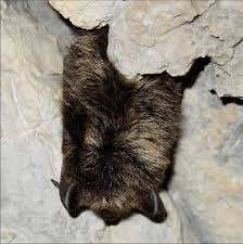 Attēlu rezultāti vaicājumam “Eptesicus nilssonii”