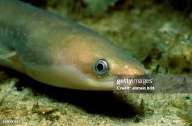 Image result for Anguilla anguilla