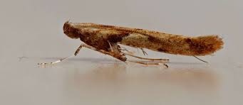 Attēlu rezultāti vaicājumam “Caloptilia hemidactylella”