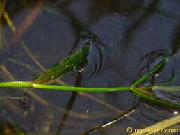 Attēlu rezultāti vaicājumam “Potamogeton compressus”