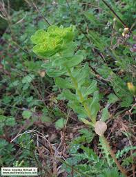 Attēlu rezultāti vaicājumam “Euphorbia helioscopia leaf”