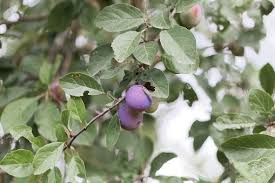 Attēlu rezultāti vaicājumam “Prunus domestica subsp. domestica”