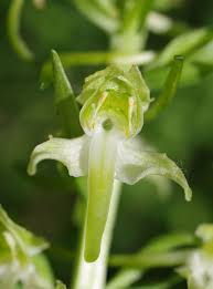 Attēlu rezultāti vaicājumam “Platanthera chlorantha flower”