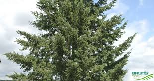 Attēlu rezultāti vaicājumam “Pseudotsuga menziesii”