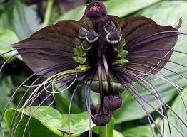 Image result for Tacca chantrieri
