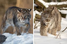 Afbeeldingsresultaat voor lynx