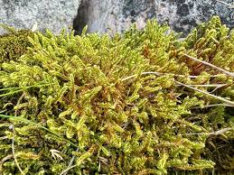 Attēlu rezultāti vaicājumam “Sanionia uncinata”