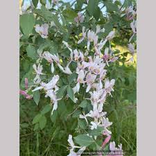 Attēlu rezultāti vaicājumam “Lonicera caerulea var. pallasii flower”