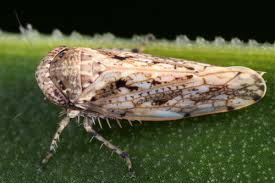 Attēlu rezultāti vaicājumam “Paramesus obtusifrons”