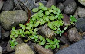 Attēlu rezultāti vaicājumam “Callitrichaceae”