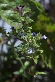 Attēlu rezultāti vaicājumam “Acinos arvensis leaf”