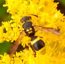 Attēlu rezultāti vaicājumam “Ancistrocerus sp.”