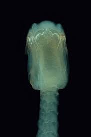 Image result for Mustelus canis