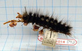 Attēlu rezultāti vaicājumam “Gynaephora selenitica larva”