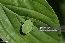 Attēlu rezultāti vaicājumam “Palomena prasina nymph”