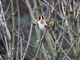 Image result for England Staffordshire Birding Club