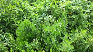 Attēlu rezultāti vaicājumam “Galium rivale”