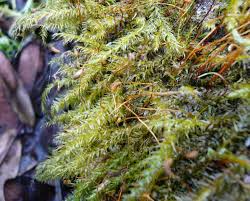 Attēlu rezultāti vaicājumam “Herzogiella seligeri”