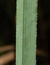 Attēlu rezultāti vaicājumam “Cladium mariscus bud”