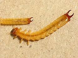 Attēlu rezultāti vaicājumam “Pyrochroidae imago”