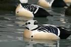 Group of steller eider male ducks in breeding plumage swimming in water - via Daymix