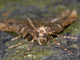 Attēlu rezultāti vaicājumam “Alsophila aescularia”