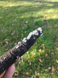 Attēlu rezultāti vaicājumam “Exidia thuretiana”