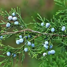 Attēlu rezultāti vaicājumam “Juniperus communis fruit”