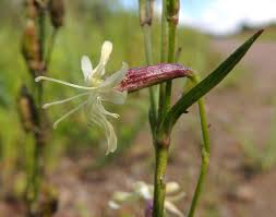 Attēlu rezultāti vaicājumam “Silene tatarica”