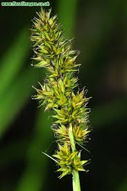 Attēlu rezultāti vaicājumam “Carex vulpina”