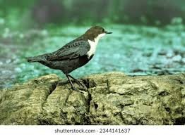 Attēlu rezultāti vaicājumam “Cinclus cinclus”