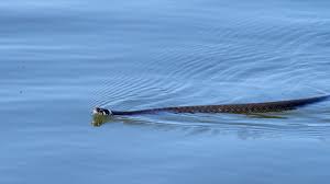 Image result for Ringelnatter