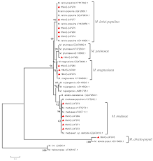 Attēlu rezultāti vaicājumam “Melampsora magnusiana”